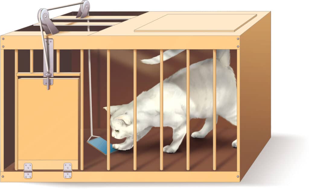 Picture of Thorndike's Cat Box