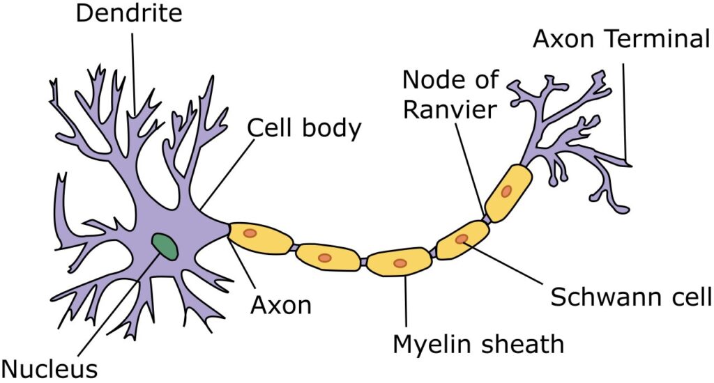 Annotated diagram of a neuron