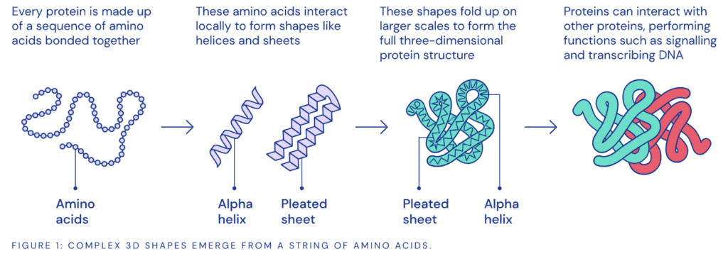 Diagram of amino acid folding