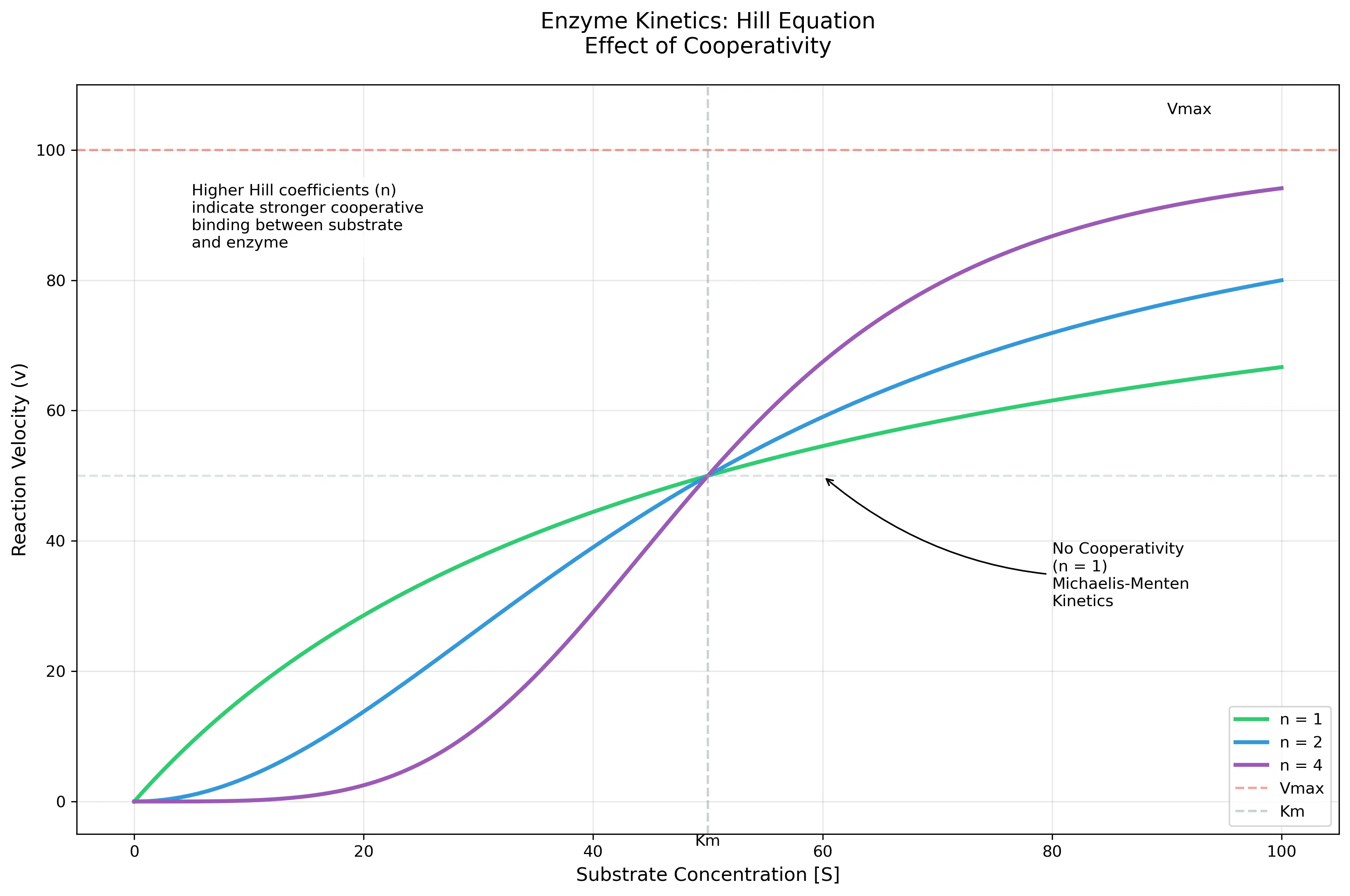 Enzyme kinetics curve showing reaction velocity versus substrate concentration