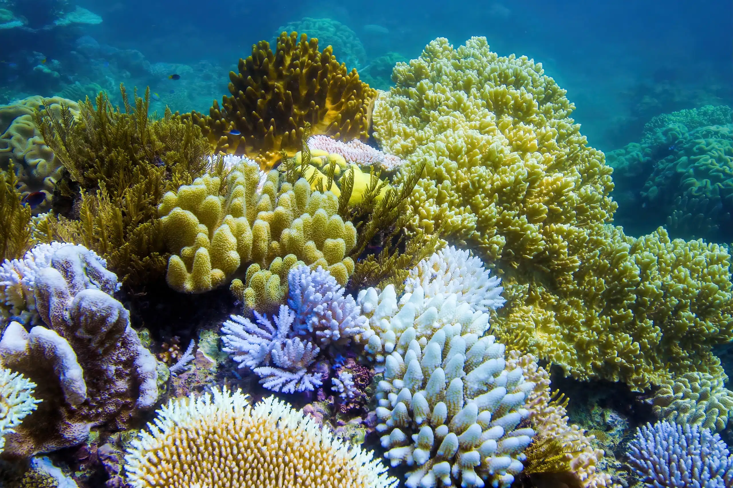 Underwater view of a coral in the Great Barrier Reef off the coast of Queensland near Cairns, Australia