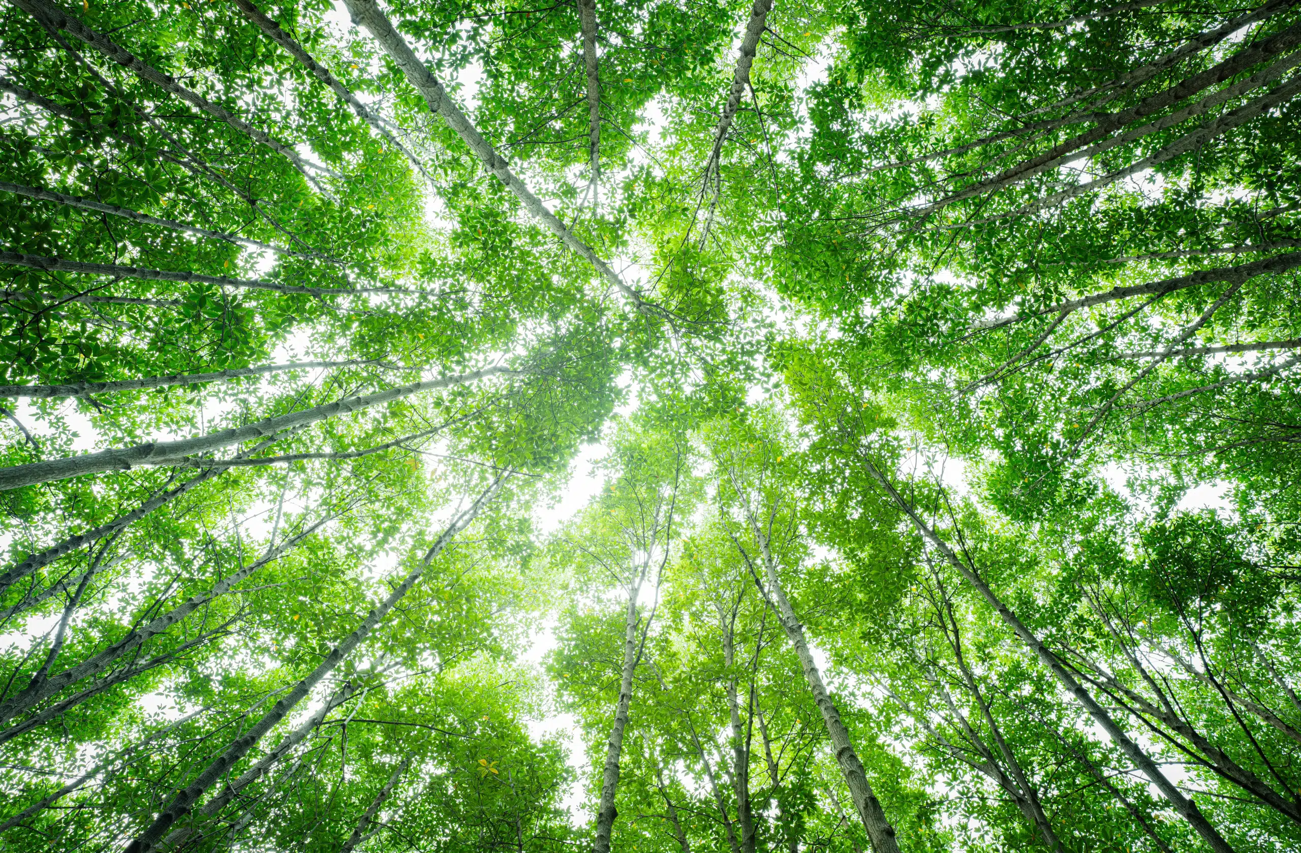 Bottom-up view green mangrove forest canopy showing dense tree coverage as a natural carbon sink