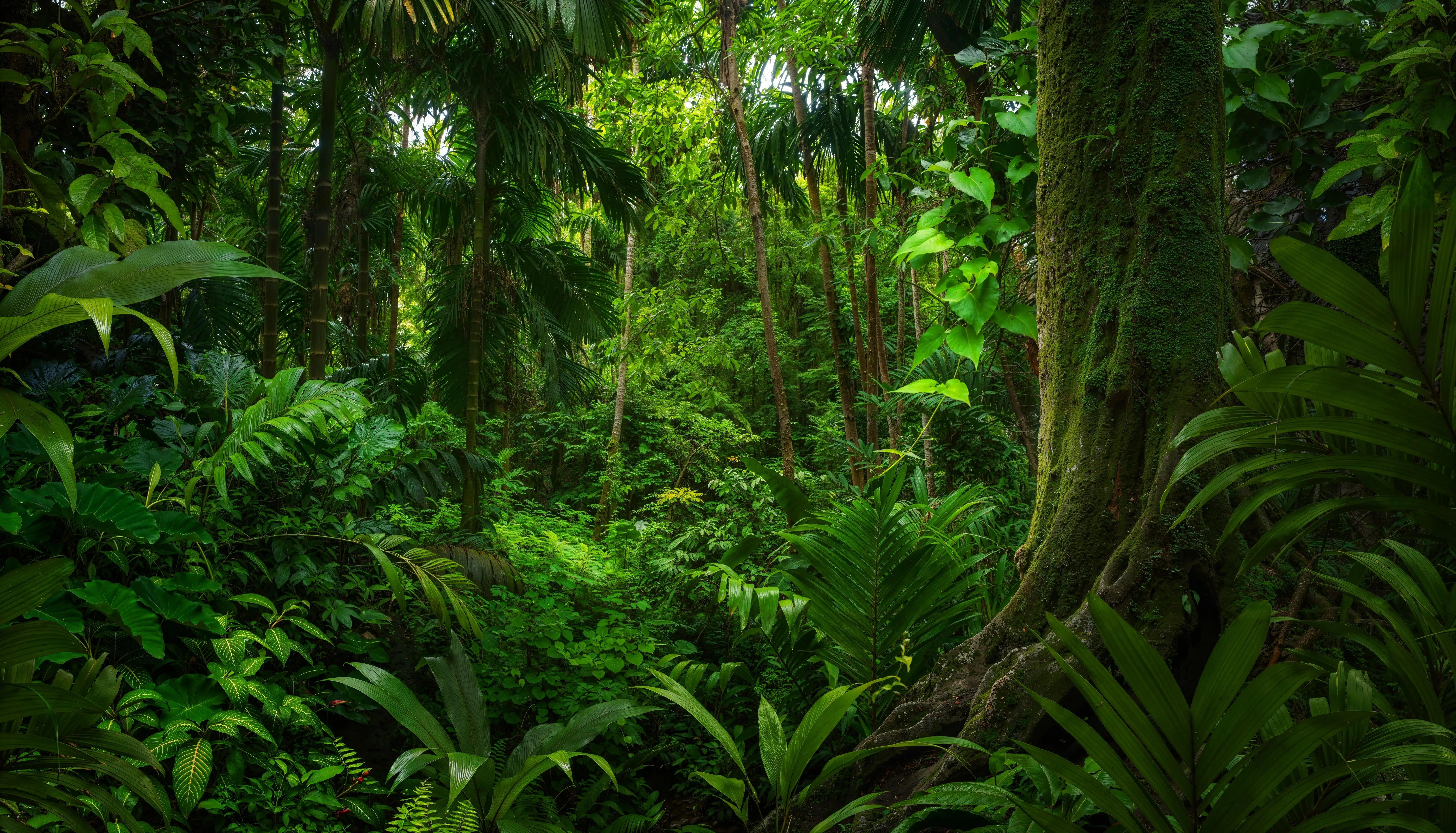 Diverse jungle ecosystem showing different vegetation layers