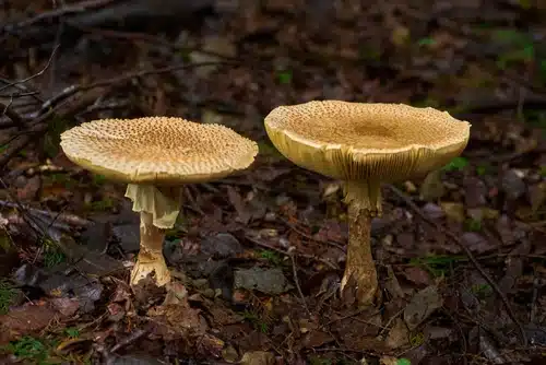 Twin mushrooms. Natural background material